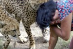 WOMAN ATTACKED BY CHEETAHS. HUSBAND PHOTOGRAPHS ENTIRE INCIDENT. YES, I SAID PHOTOGRAPHS…