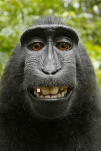 Monkey-Selfie-320